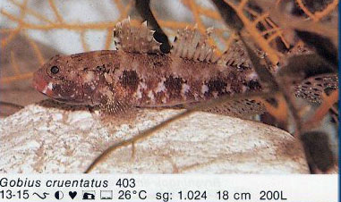 Gobius cruentatus